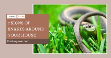 7 Signs Of Snakes Around Your House