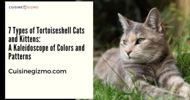 7 Types of Tortoiseshell Cats and Kittens: A Kaleidoscope of Colors and Patterns