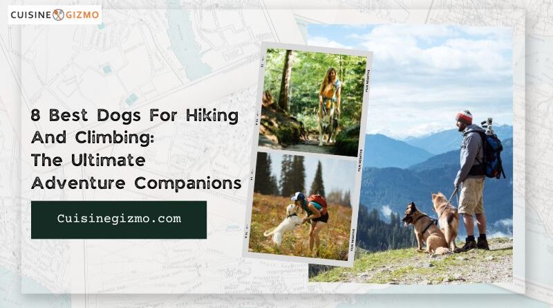 8 Best Dogs for Hiking and Climbing: The Ultimate Adventure Companions