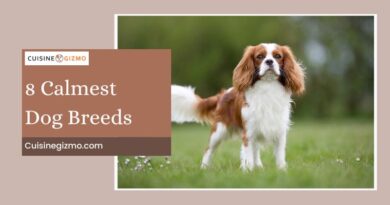 8 Calmest Dog Breeds