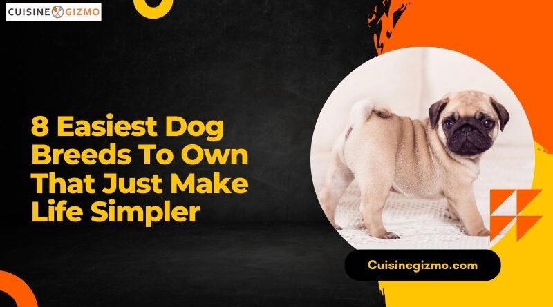 8 Easiest Dog Breeds to Own That Just Make Life Simpler