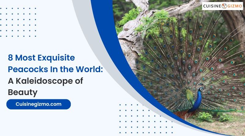 8 Most Exquisite Peacocks in the World: A Kaleidoscope of Beauty