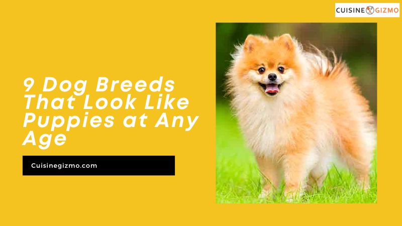 9 Dog Breeds That Look Like Puppies at Any Age - CuisineGizmo