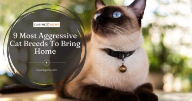 9 Most Aggressive Cat Breeds to Bring Home