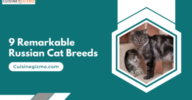 9 Remarkable Russian Cat Breeds