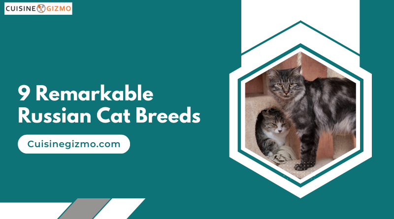 9 Remarkable Russian Cat Breeds