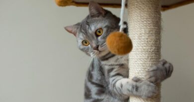 A Guide to Choosing Cat Toys for Different Play Styles (1)