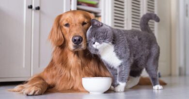 Best Dog Breeds That Get Along With Cats