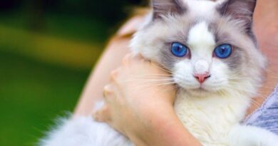 Blue Eyed Cat Breeds