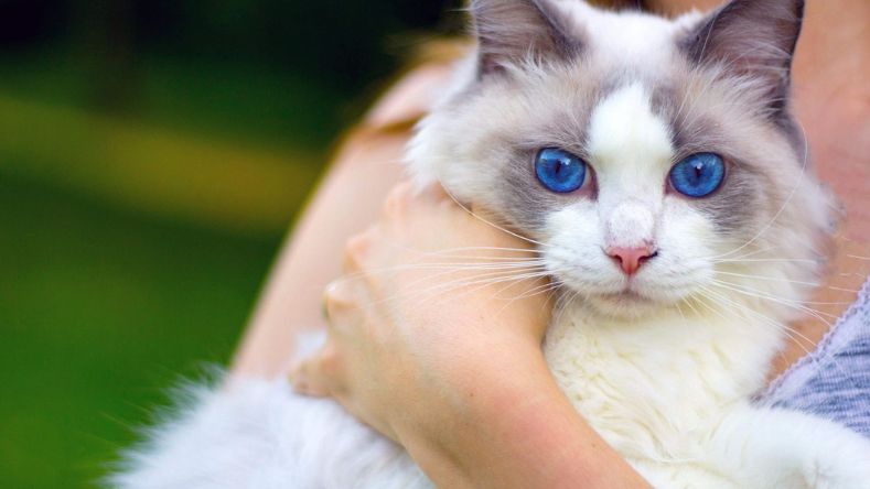 Blue Eyed Cat Breeds
