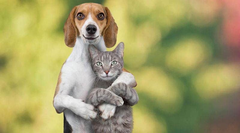Cat Breeds That Get Along With Dogs