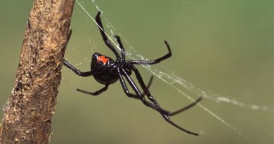 Discover 7 Black Spiders in Connecticut