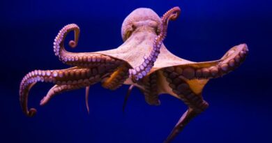 Discover the Marvels of the Ocean 7 Incredible Octopus Species