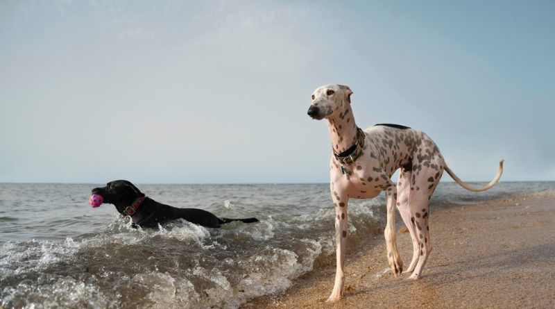 Dog Breeds That Can Not Swim