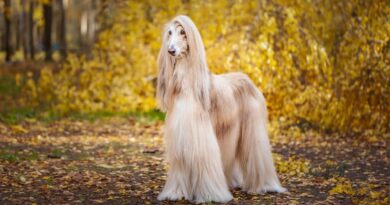 Dog Breeds With Gorgeous Long Hair
