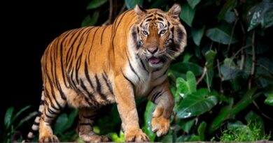 Exploring the Majesty Top Seven Largest Tiger Reserves