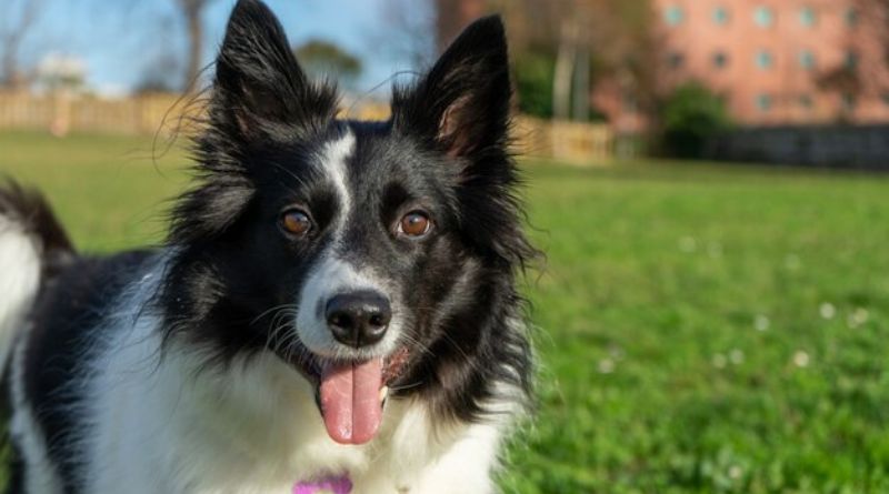 Finding the Perfect Name for Your Border Collie Pup