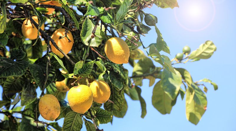 Getting the Most Out of Lemons Avoid These 8 Common Mistakes