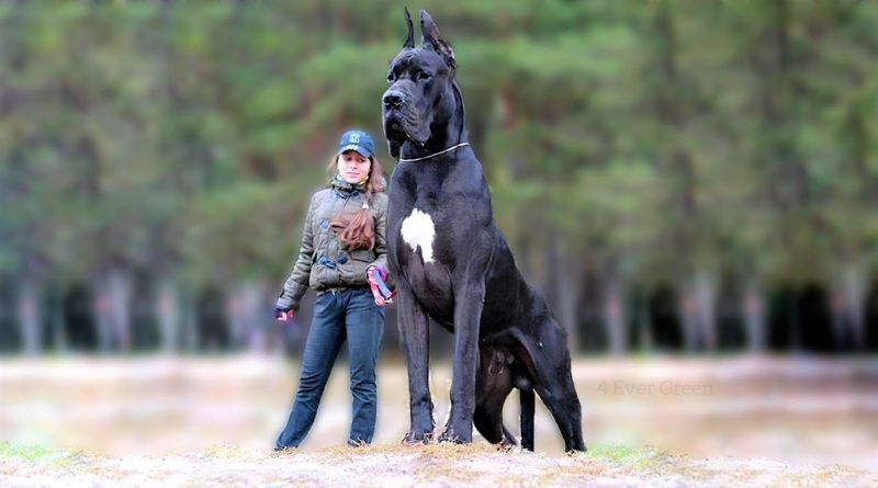 Giant Dog Breeds That Make Great Pets