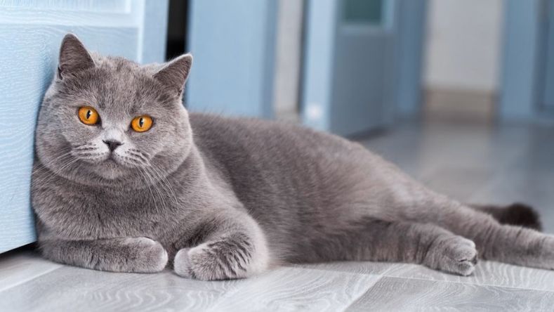 Gorgeous Grey Cat Breeds