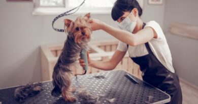 Groom Your Dog at Home