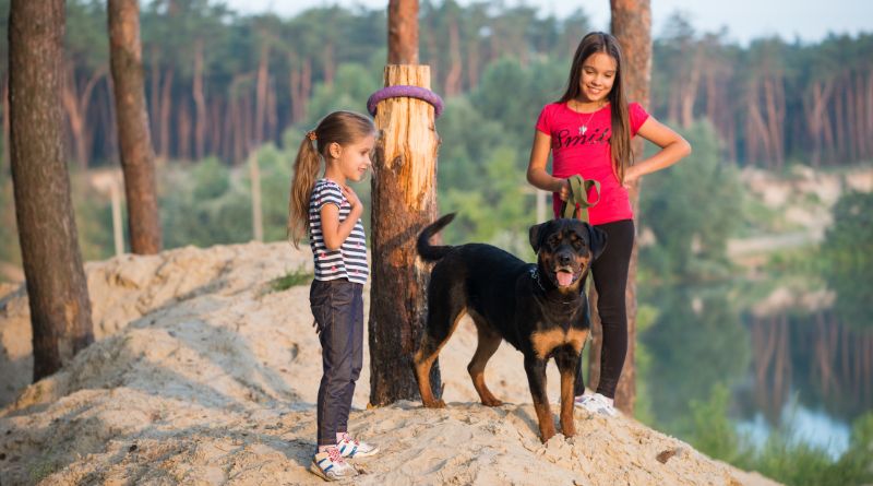 High-Energy Dog Breeds Perfect for Active Pet Parents