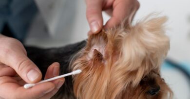 How to Clean Your Dog’s Ears A Step-by-Step Guide