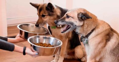 How to Stop Puppy Food Aggression A Comprehensive Guide