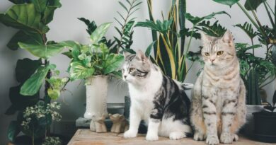 Indoor Cat Breeds