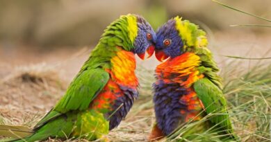 Most Beautiful Parrots