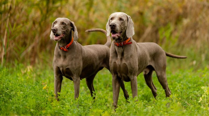 Ratter Dogs Breeds Known For Their Ratting Abilities