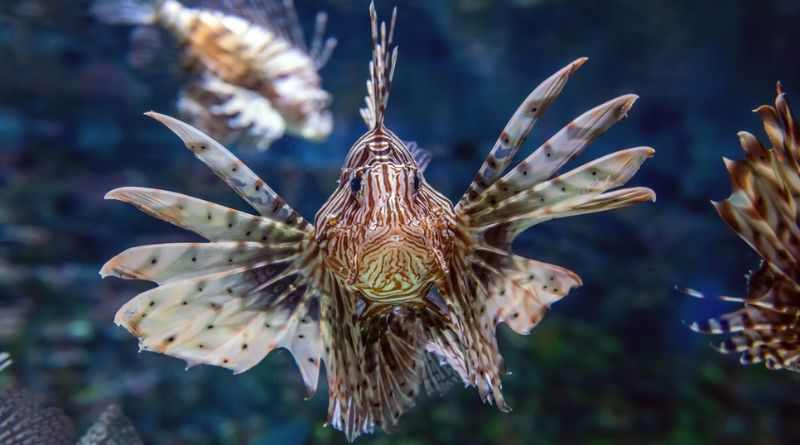 Strangest Deep Sea Creatures