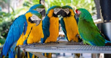 Talking Birds That Make Delightful and Chatty Pets
