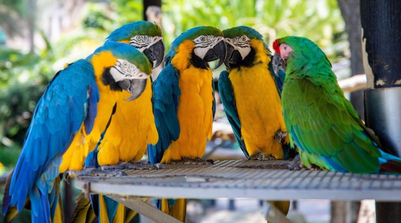 Talking Birds That Make Delightful and Chatty Pets
