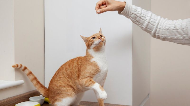 Teaching A Stubborn Cat 10 Tips For Successful Litter Box Training
