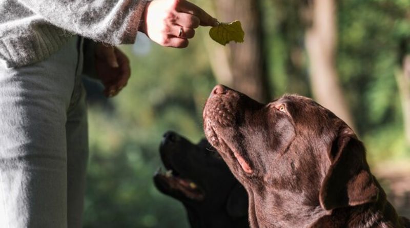 The 7 Best Natural Dog Chews for Happy and Healthy Pups