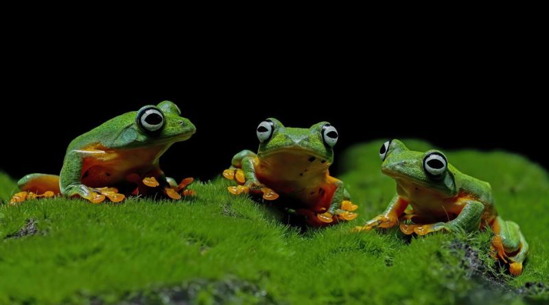 The 9 Cutest Frog Breeds Discover the Adorable World of Frogs