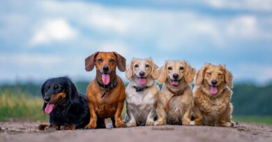 The Eight Best Behaved Dog Breeds