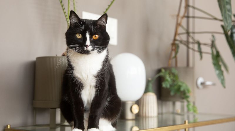 10 Cat Breeds With Black and White Coloring