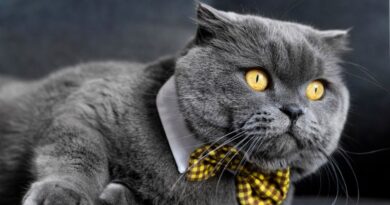 Top 10 Expensive Cat Breeds Luxury In Feline Form