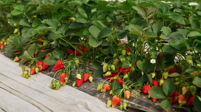 Top 6 Strawberry-Growing States in the U.S.