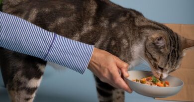 Top 8 Vegan Diet Options for Cats Ensuring a Balanced Plant-Based Nutrition