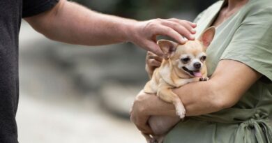 Top Ways To Care For A Rescue Dog