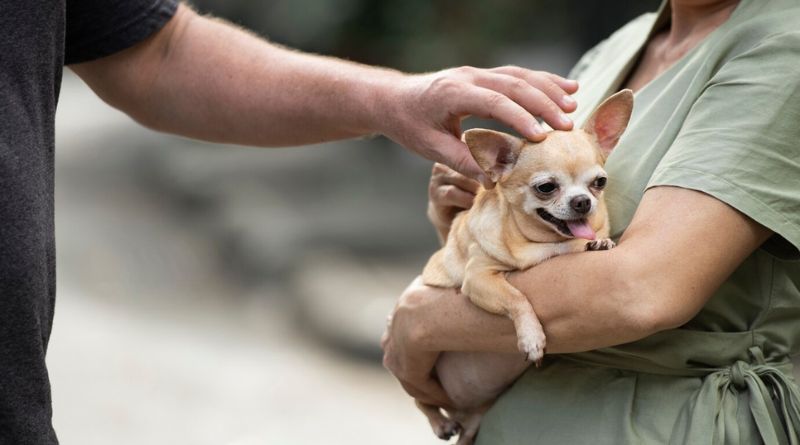 Top Ways To Care For A Rescue Dog
