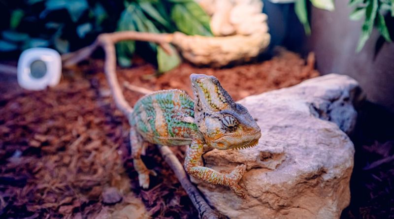 Unsuitable Exotic Pets 8 Examples You Should Know About