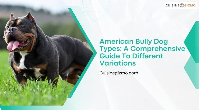 American Bully Dog Types: A Comprehensive Guide to Different Variations