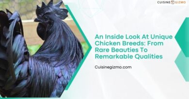 An Inside Look at Unique Chicken Breeds: From Rare Beauties to Remarkable Qualities