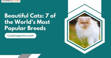 Beautiful Cats: 7 of the World’s Most Popular Breeds