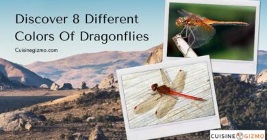 Discover 8 Different Colors of Dragonflies
