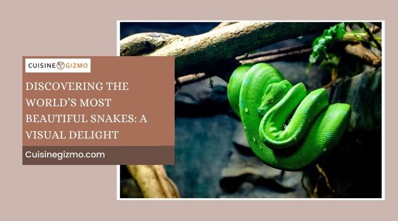 Discovering the World’s Most Beautiful Snakes: A Visual Delight